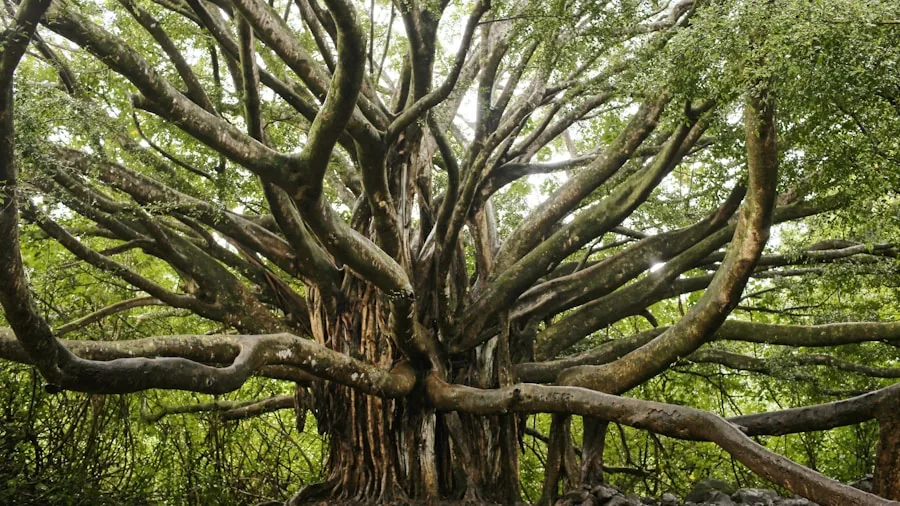 giant old trees forest