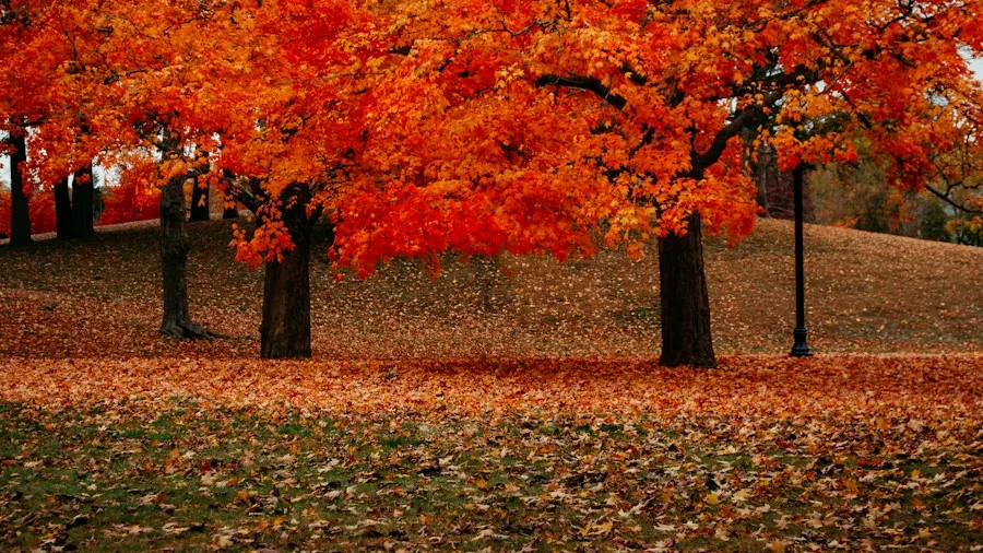 golden-orange fall foliage garden