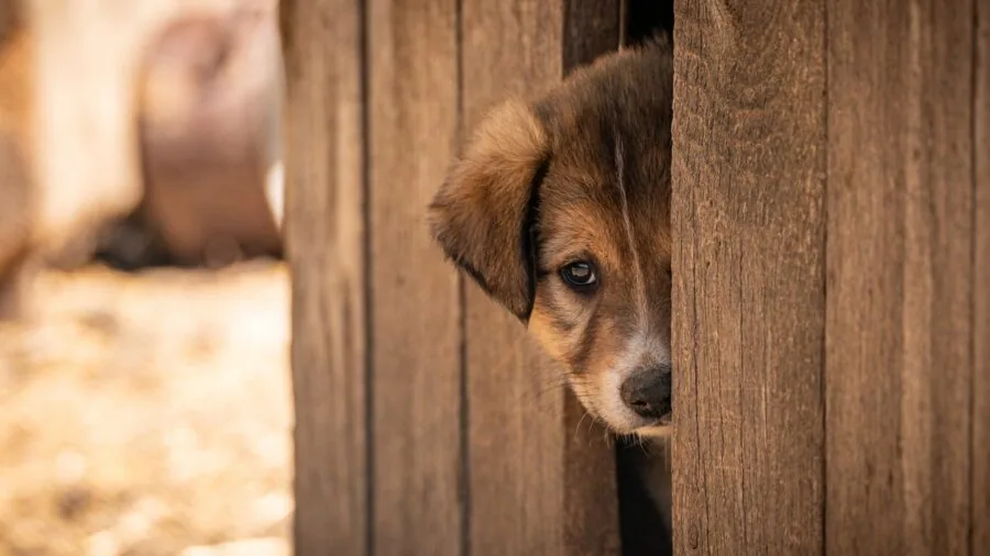 Golden retriever resting peacefully inside a spacious dog crate in a home environment