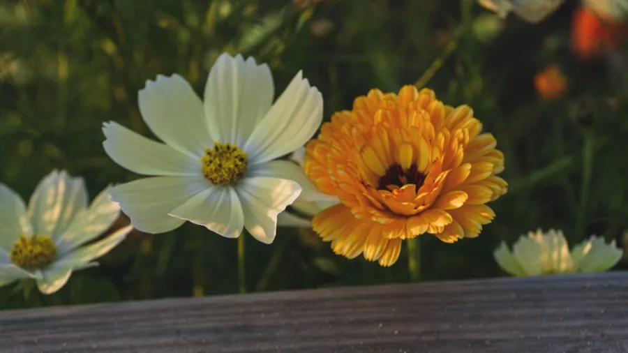 Black Eyed Susan and Red Hot Poker Plant Pairing: What Shoppers Should Know 2 golden yellow daisy flowers garden
