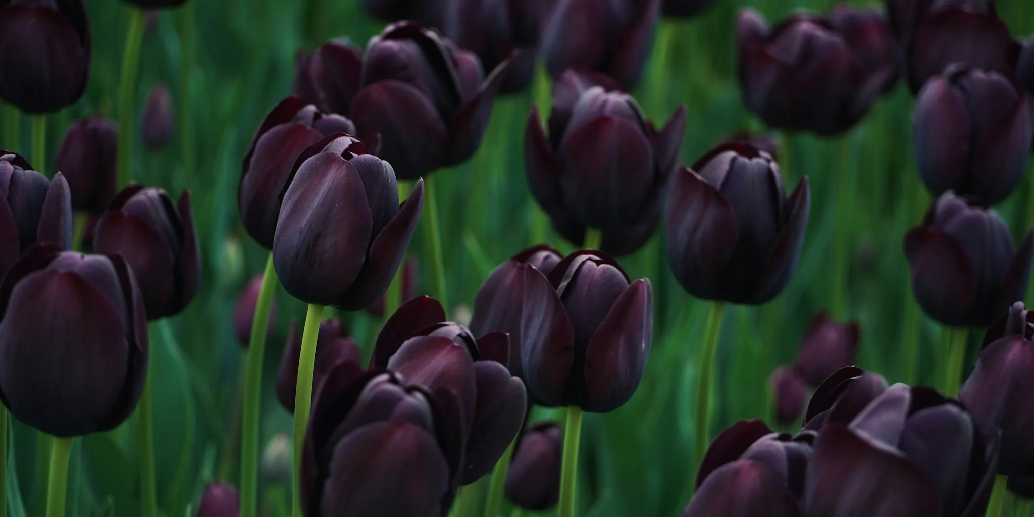 Dark Tulip Trend Brings Gothic Glamour to Home Gardens