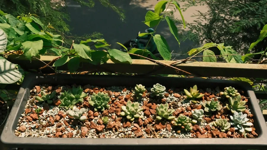 7 Practical Tips for Building a Water Wise Garden 2 gravel garden with succulents