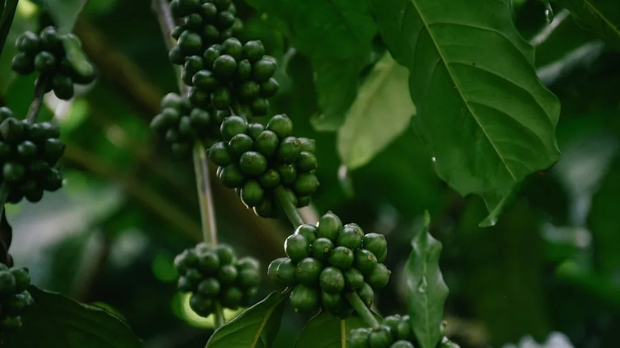 Florida Coffee Growing Gets First Major Field Test: What Buyers Should Know 2 green coffee beans close up