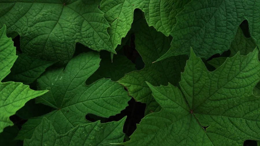4 Critical Mistakes That Attract Aphids to Your Garden 3 green leaves with beneficial insects