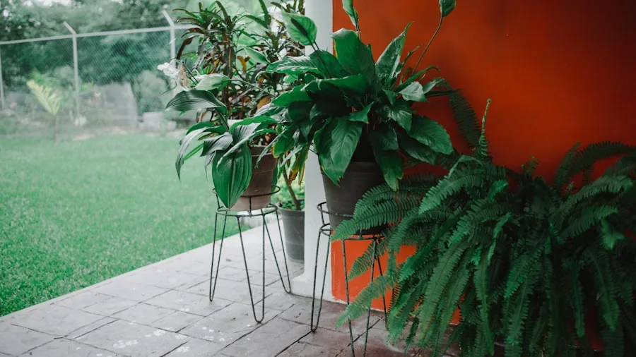 green plants matching containers patio