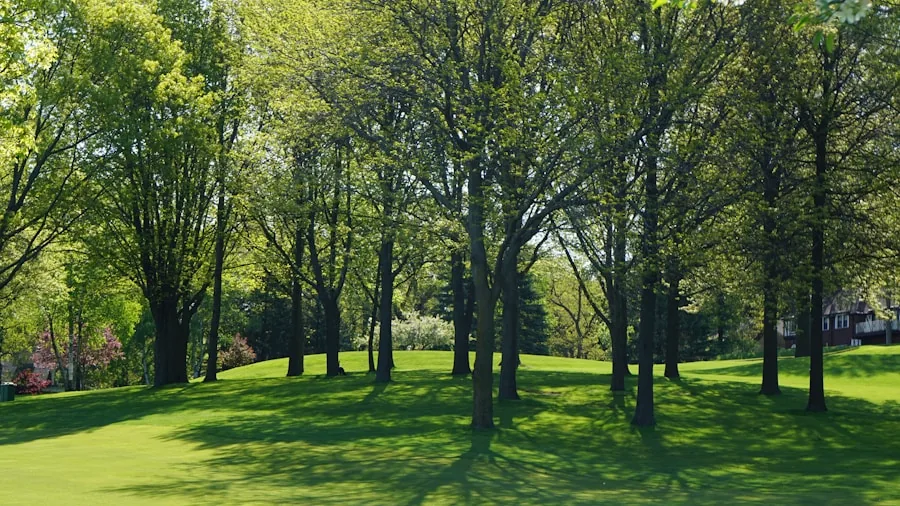 green space neighborhood trees