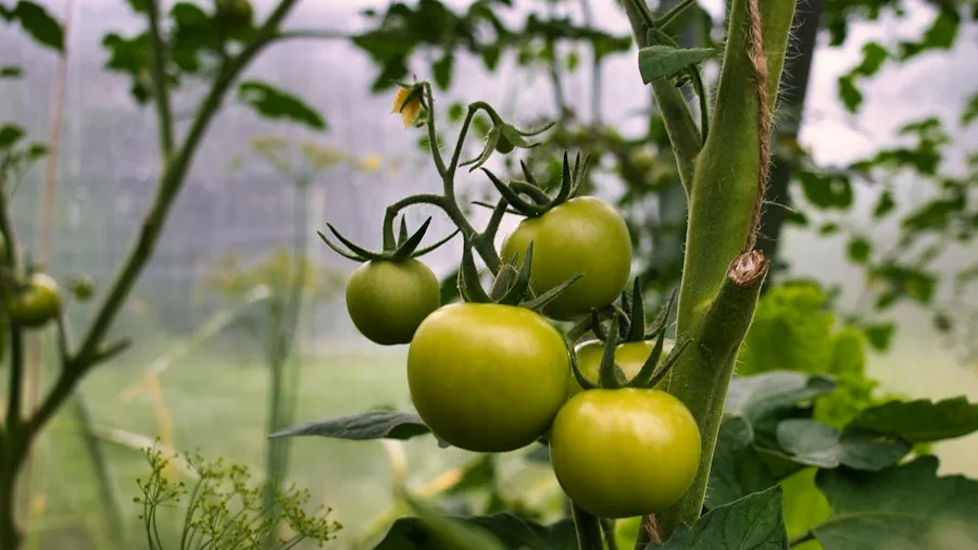 Late Season Tomato Ripening: How to Force Green Fruit Red Before Frost Arrives 3 green tomatoes frost protection fleece