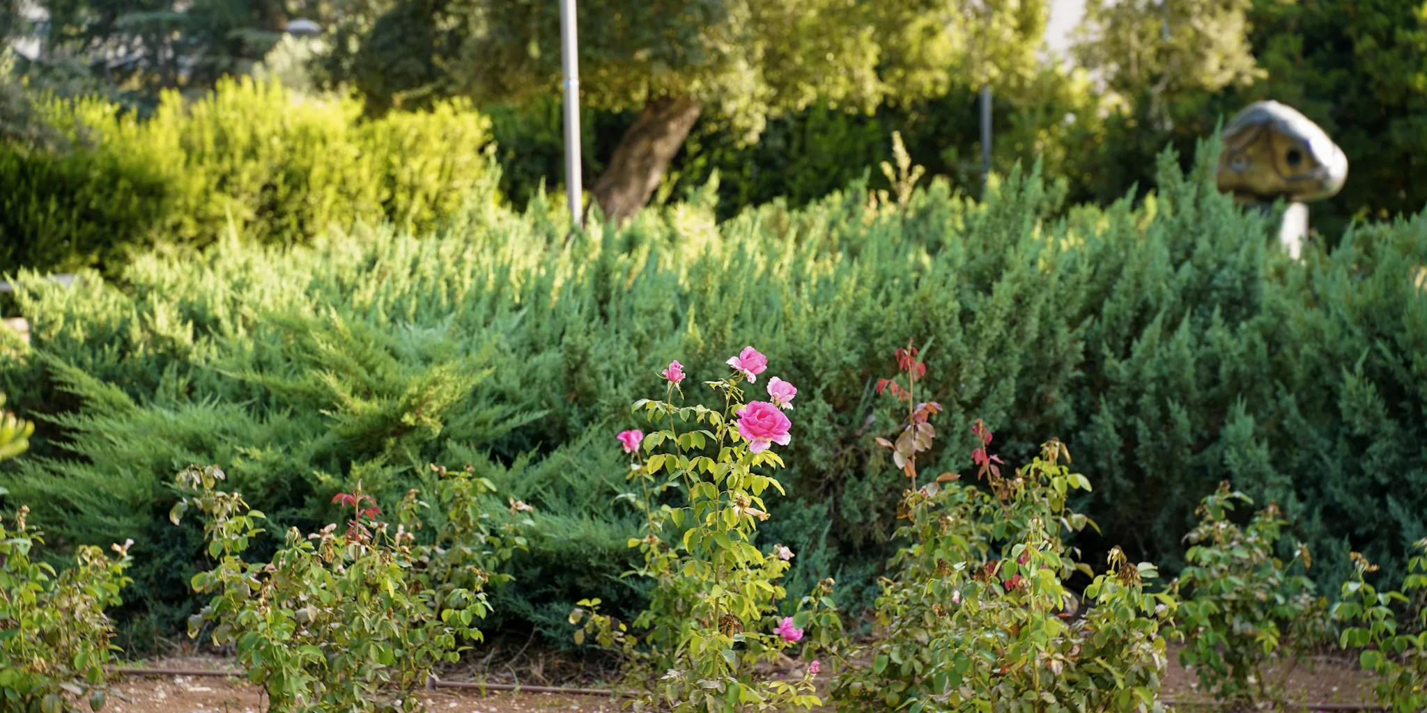 New Groundcover Hydrangea Variety Launches in US