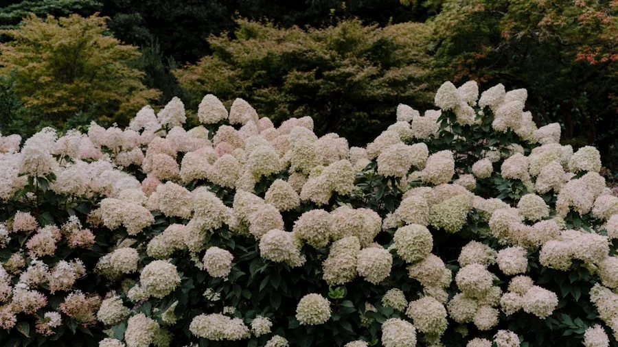 groundcover hydrangea pink white flowers