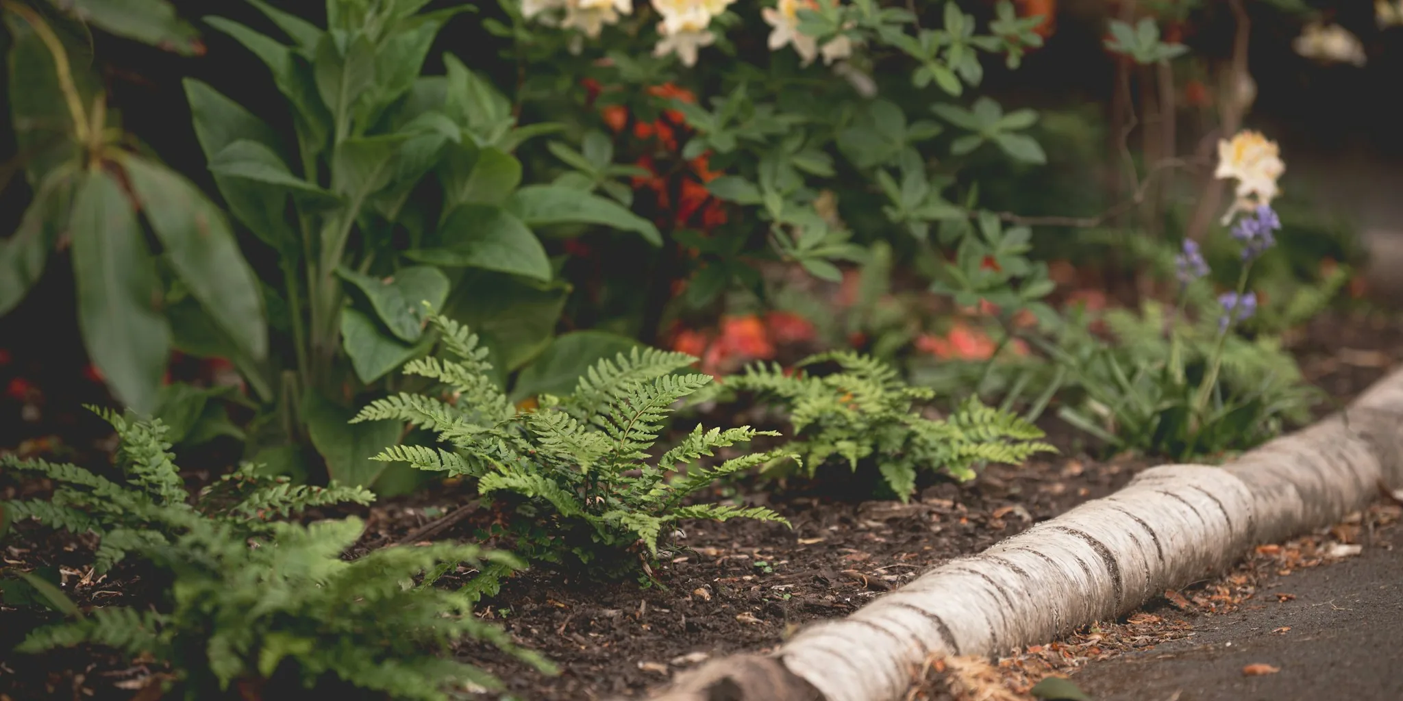 Your Birth Month Groundcover Plant Revealed
