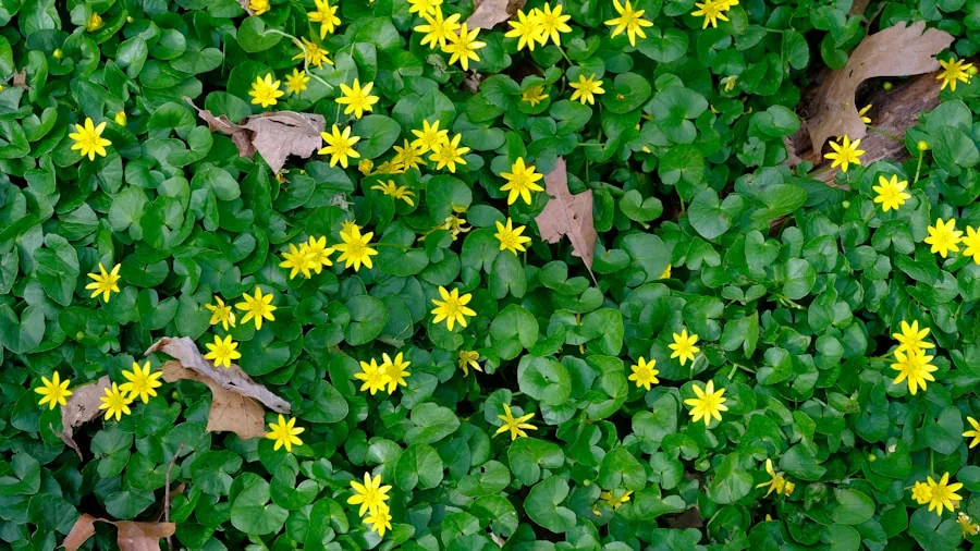 Low Maintenance Garden Design: Four Science Backed Strategies for Busy Gardeners 2 groundcover plants spreading