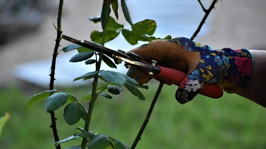 7 Tips to Create Elegant Garden Cuttings Displays for Your Home 2 hands cutting garden stems pruners