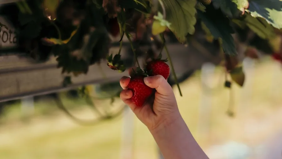hands harvesting fresh radishes