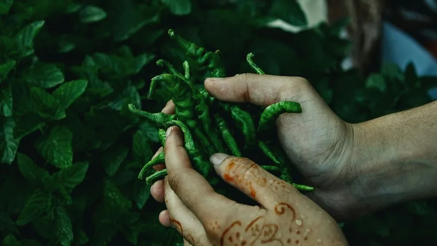Gwyneth Paltrow's Raised Bed Garden Sparks a Budget-Friendly Trend: What Shoppers Should Know 3 hands harvesting herbs vegetables
