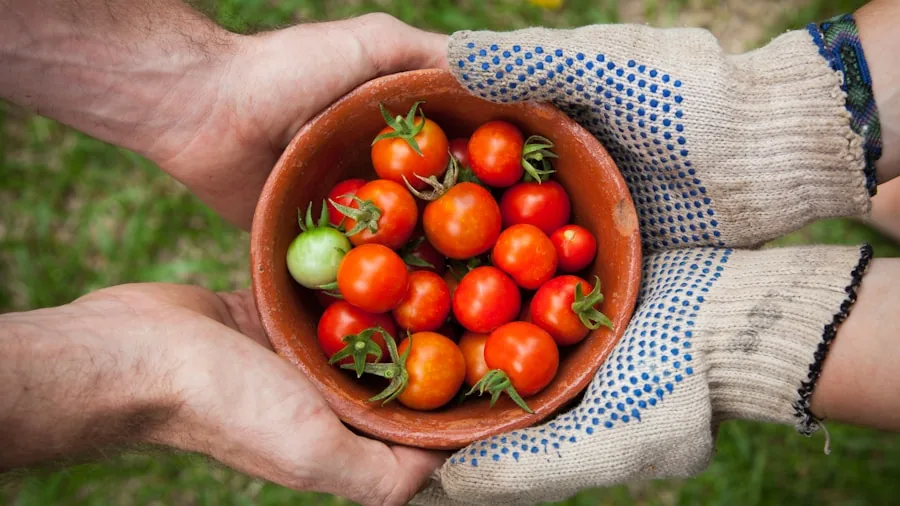 6 Essential Tips for Saving and Storing Tomato Seeds from Your Garden Plant 2 hands harvesting ripe tomatoes garden