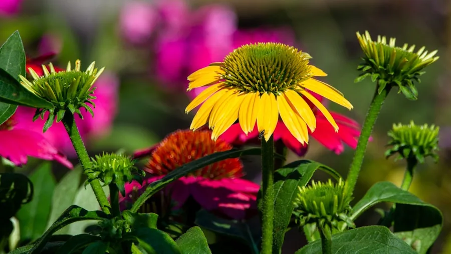 5 Fast-Growing Container Plants for Instant Summer Color: What Buyers Should Know 2 hands planting colorful foliage coneflower