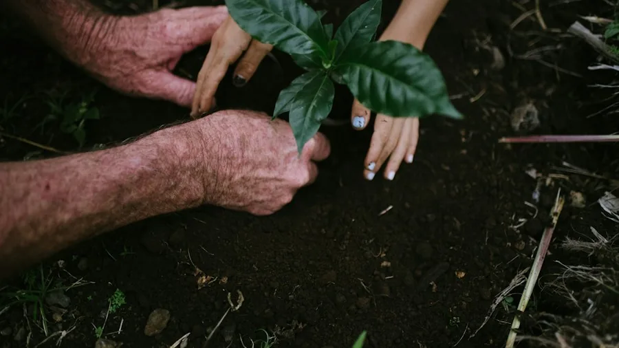 September Perennial Division: What Gardeners Should Know 2 hands planting divided perennial roots