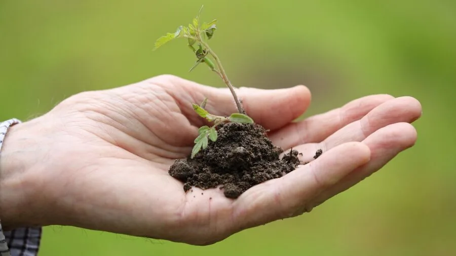 hands planting wildflower seeds soil