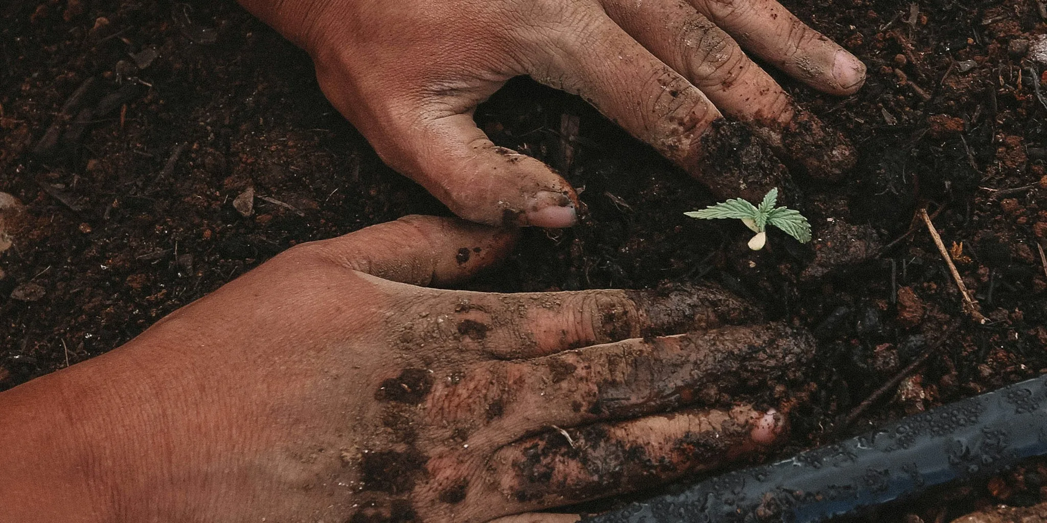 Propagate Garden Plants for Free This October