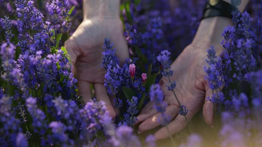 7 Tips to Winterize Lavender and Protect Your Plant from Cold Damage 2 hands pruning lavender stems