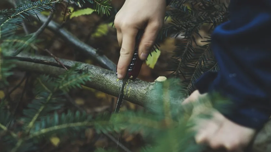 7 Tree Pruning Tips to Let Your Garden Heal Naturally Without Sealants 2 hands using sharp pruning saw