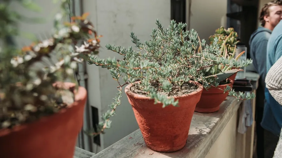 hands watering potted plants outdoors