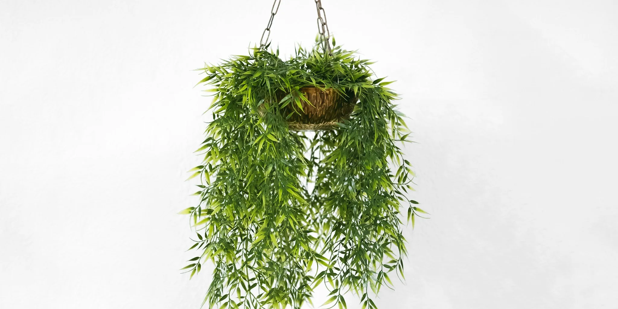 Plants That Stop Wasps from Returning to Old Nests