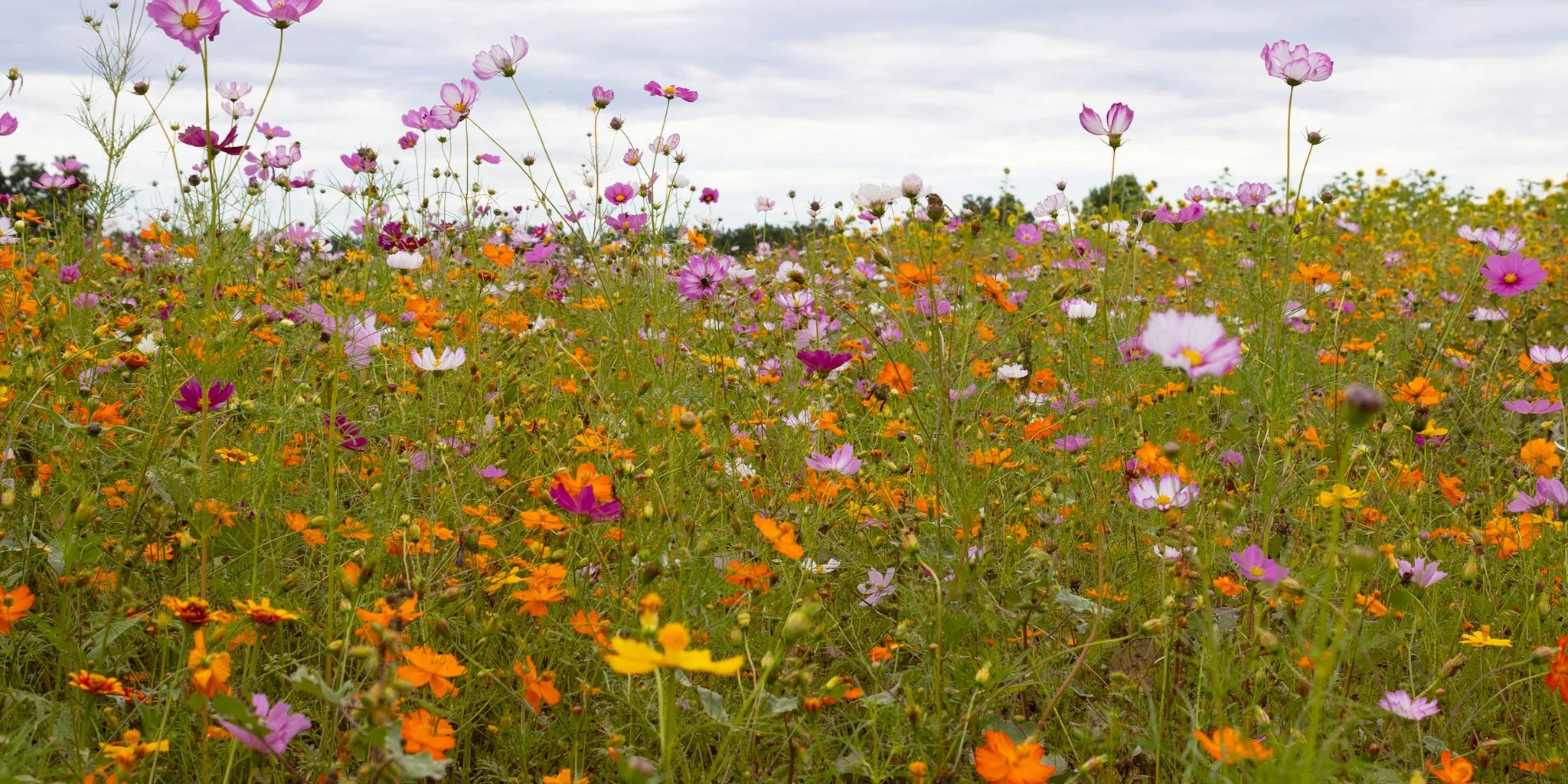 Can You Legally Collect Seeds from Parks