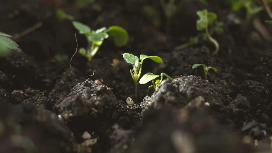 Water Smart Garden Design Is Now Trending What Shoppers Should Know 2 healthy garden soil organic matter