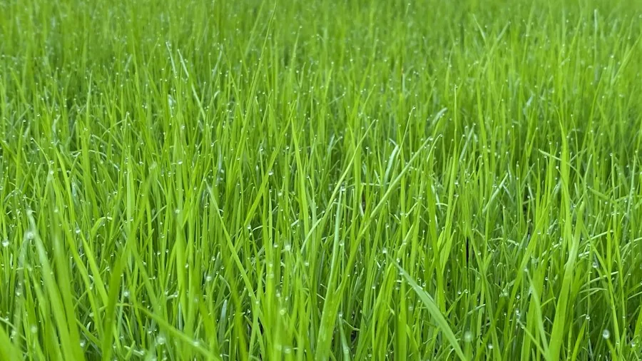 October Lawn Aeration: What Shoppers Should Know About Fall Lawn Care 3 healthy green lawn roots soil
