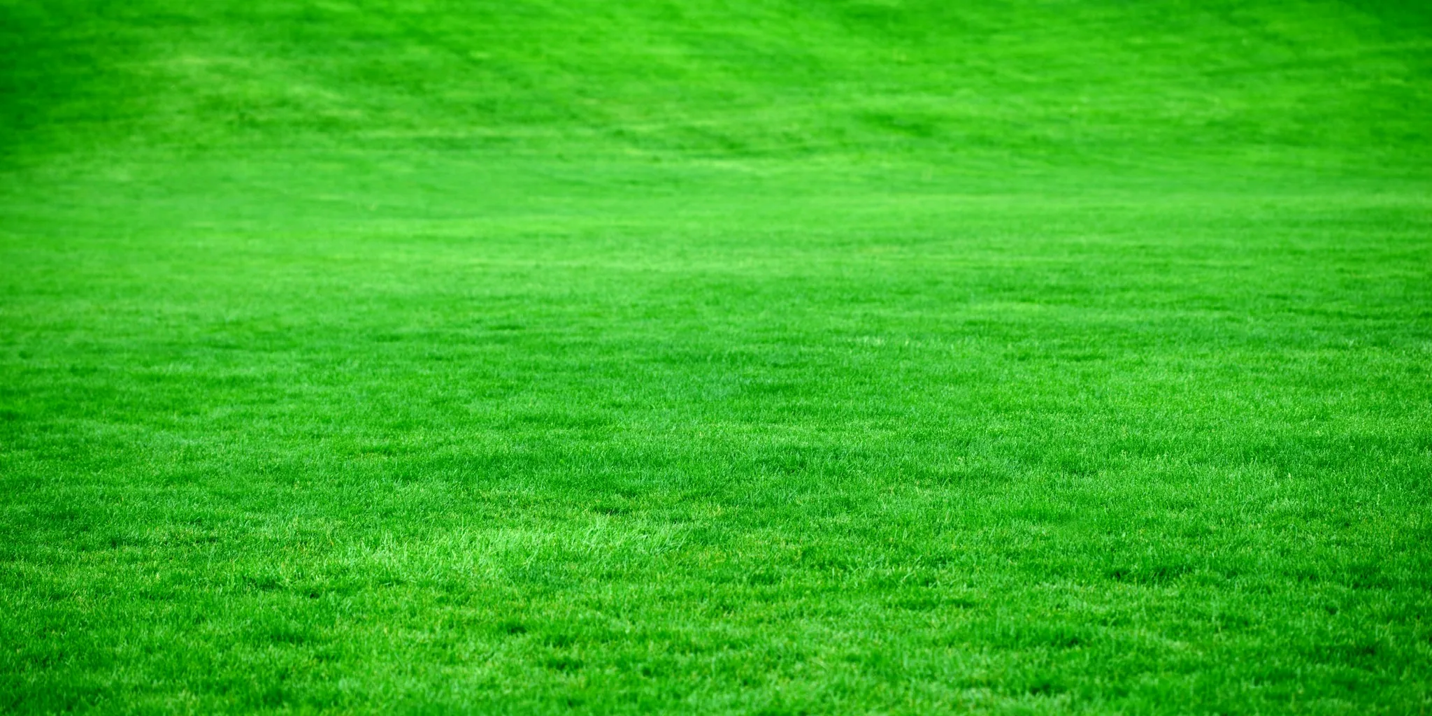 7 Tips to Stop Crabgrass Invasion