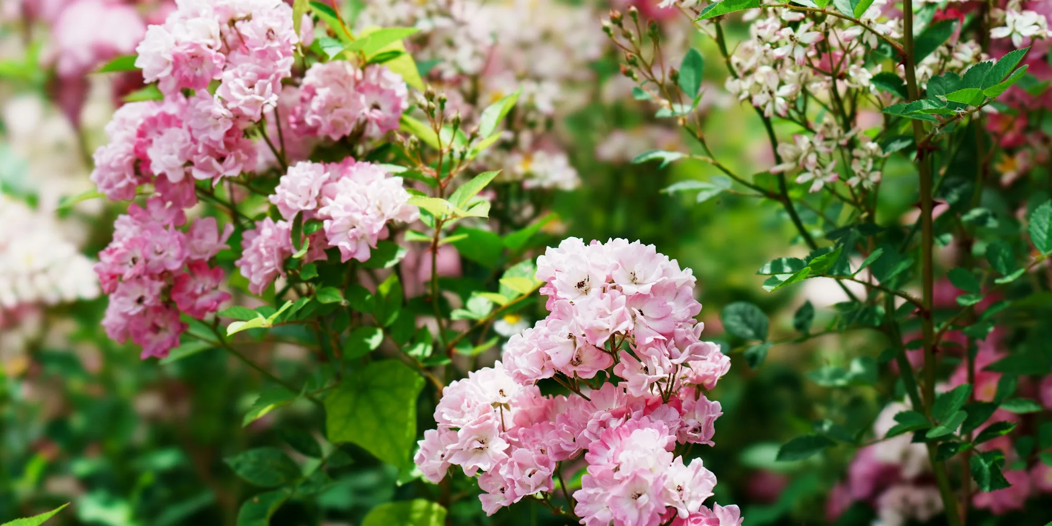 July Shrub Planting: What to Avoid and Best Alternatives