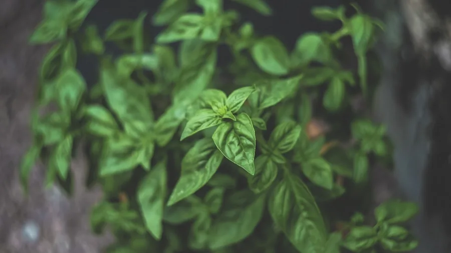 Meghan Markle's Harvest Basket Trend: What Home Gardeners Need to Know 2 herb garden containers fresh basil