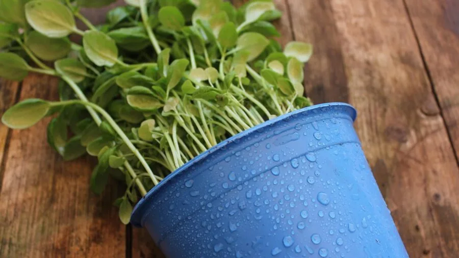 7 Tips to Design a Container Garden That Actually Works 3 herb plants in glazed pots natural light
