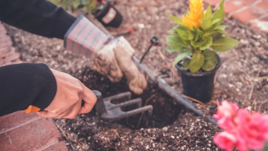 Homeowner inspecting and maintaining garden equipment in backyard during season