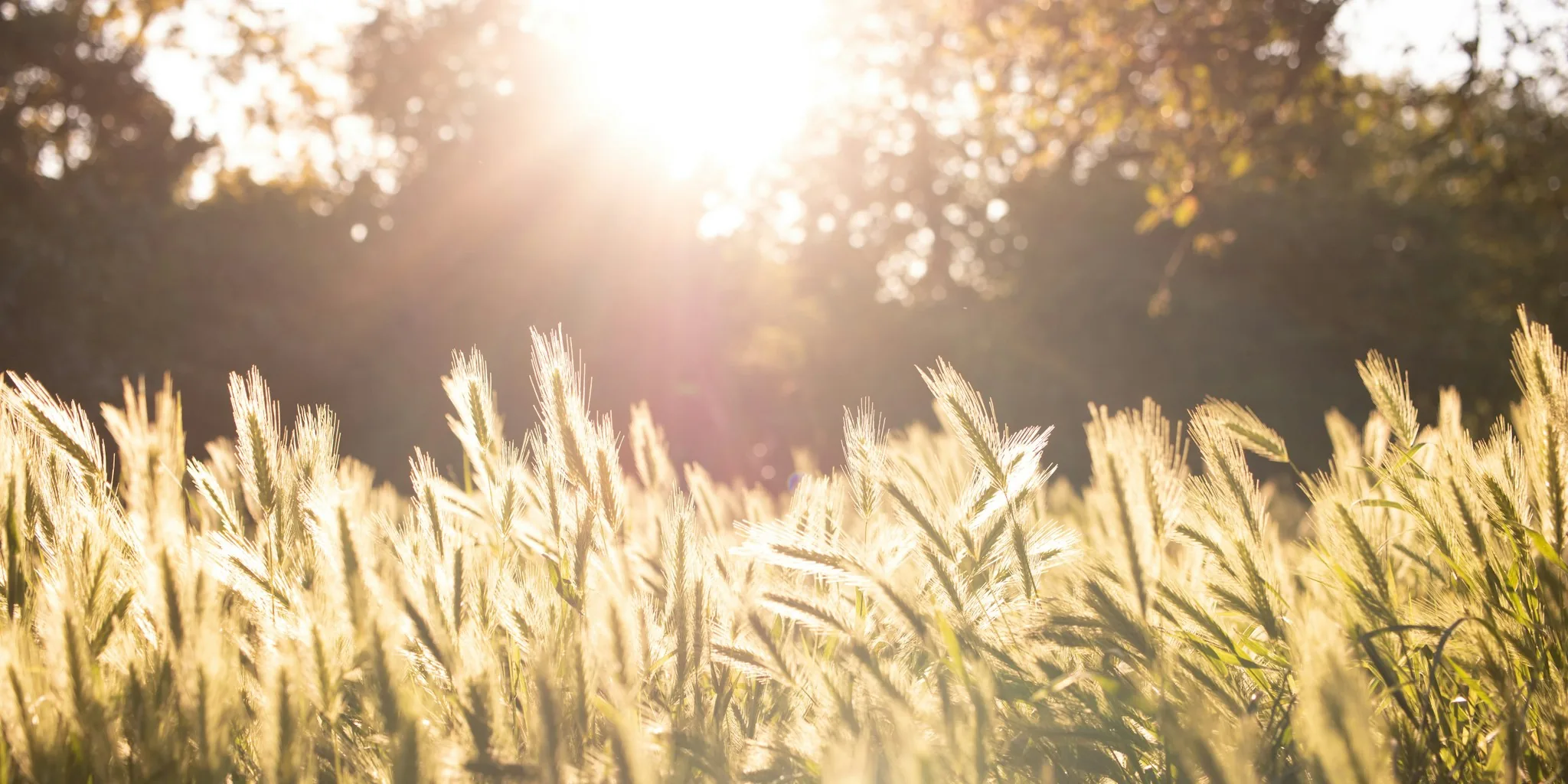August Mowing: Ditch the Schedule, Watch Your Lawn
