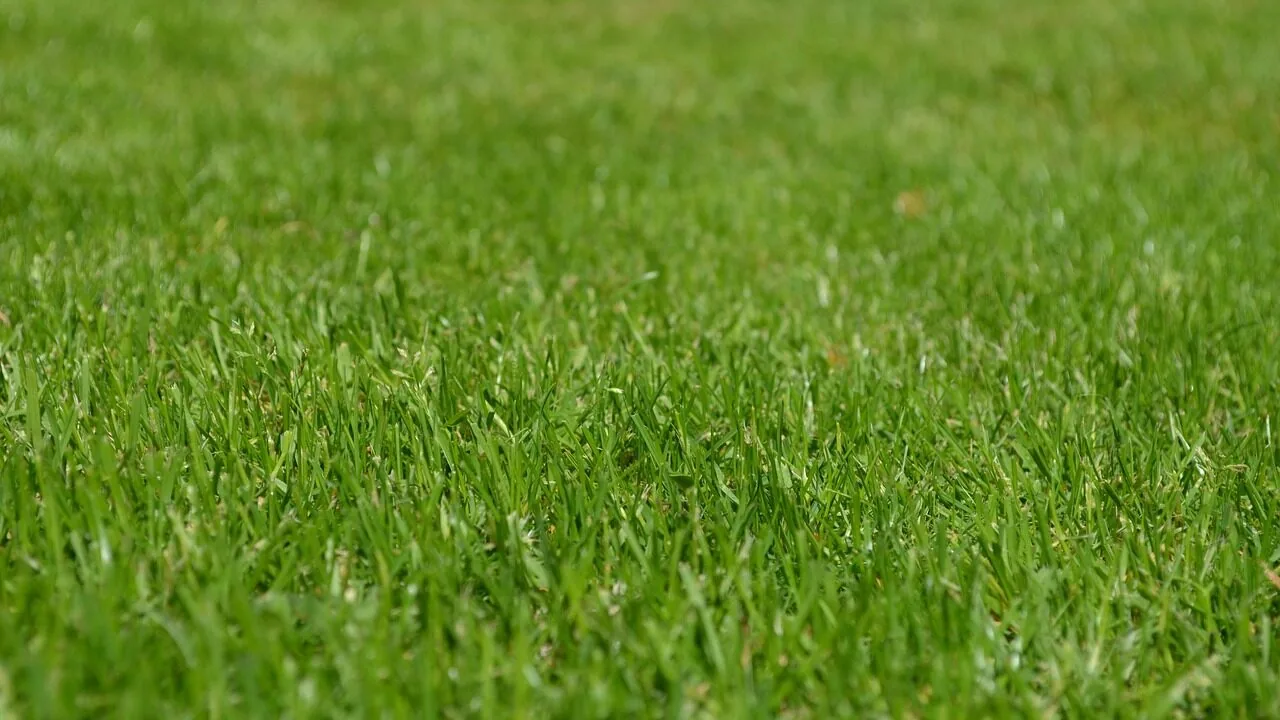 The 7 Best String Trimmers