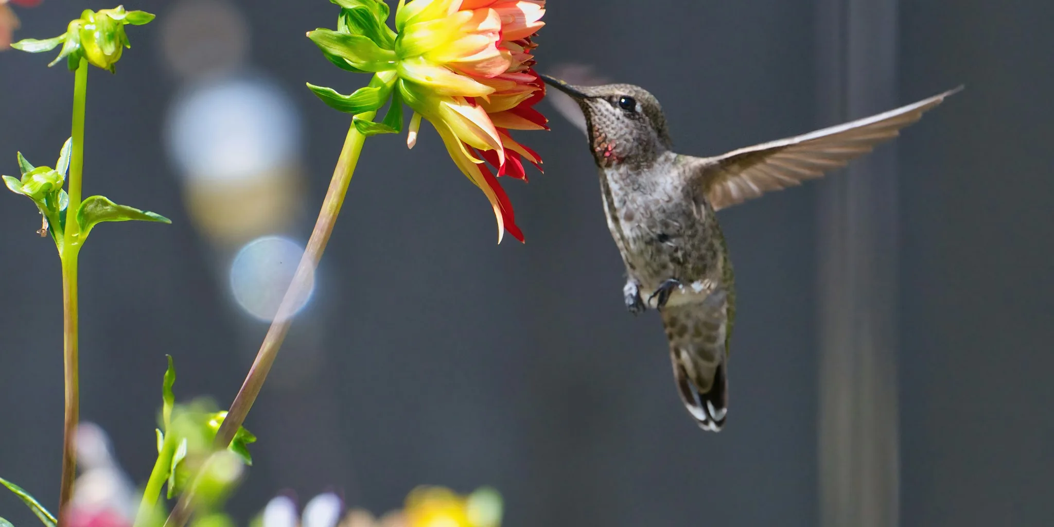 Check If Hummingbirds Pass Through Your Yard