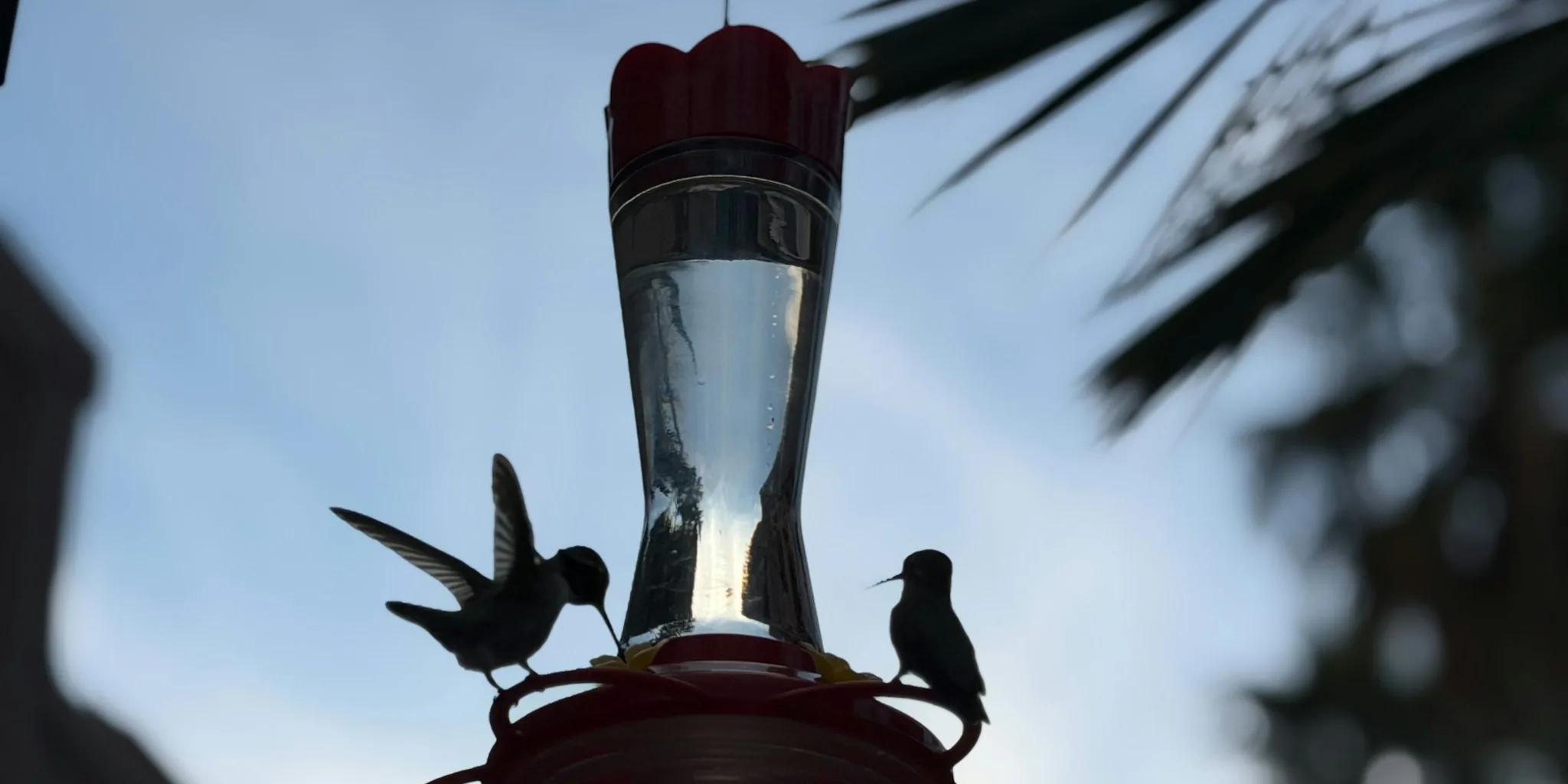 Stop Ants on Hummingbird Feeders: Natural Solutions