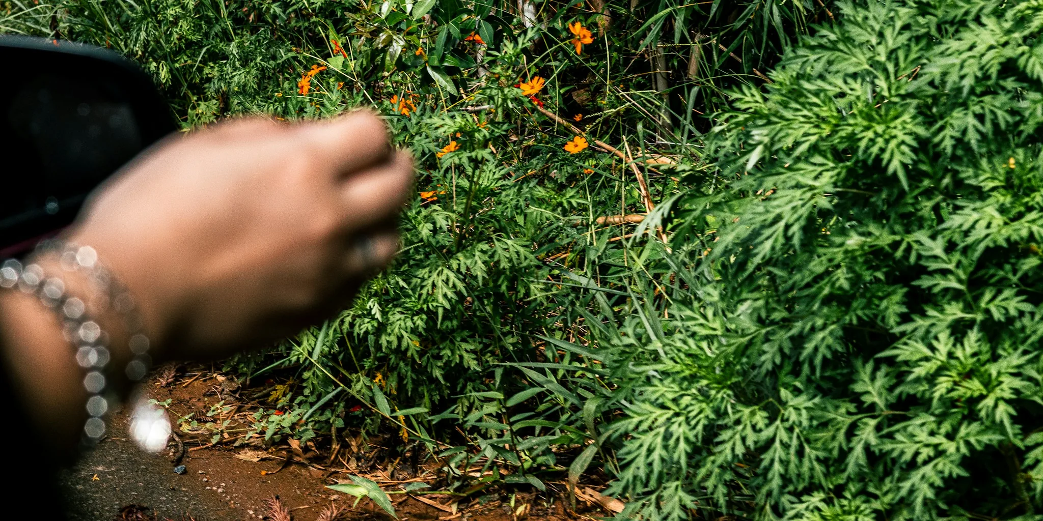 Hand-Feed Hummingbirds: 7 Proven Garden Tips