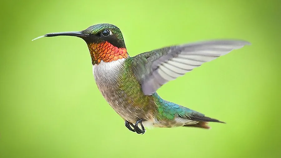 Hummingbird Migration Map Shows If Your Garden Is On The Route 2 hummingbird migration tracking map