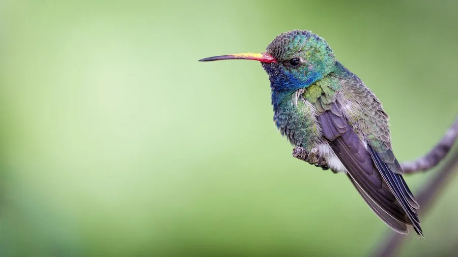 Solar Hummingbird Fountains Help Birds Prepare for Fall Migration What Shoppers Need to Know 3 hummingbird preening feathers