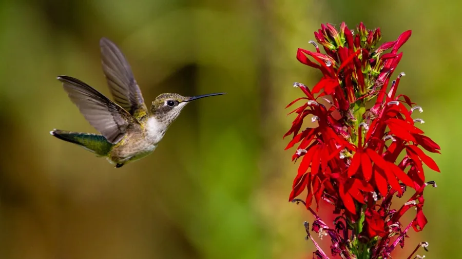 hummingbird red flowers outdoor