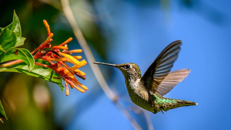 hummingbird trumpet honeysuckle nectar feeding