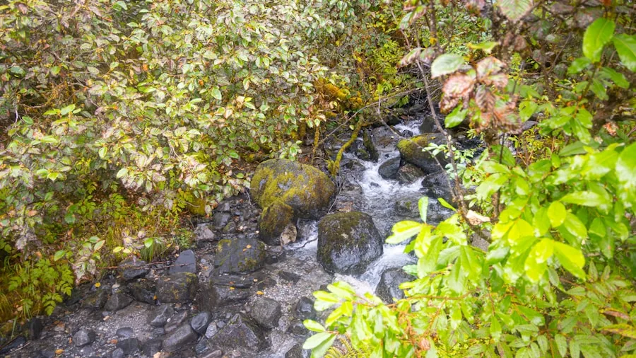 Hunter wading through stream in forested wetland terrain during outdoor expedition