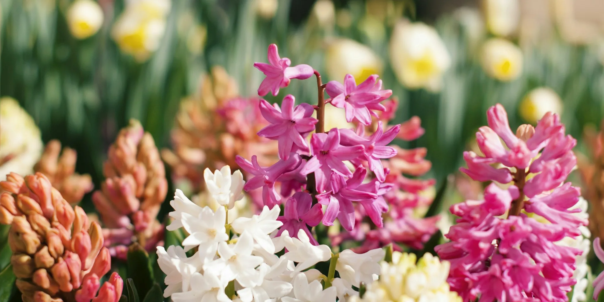 Force Hyacinth Bulbs for Christmas Blooms