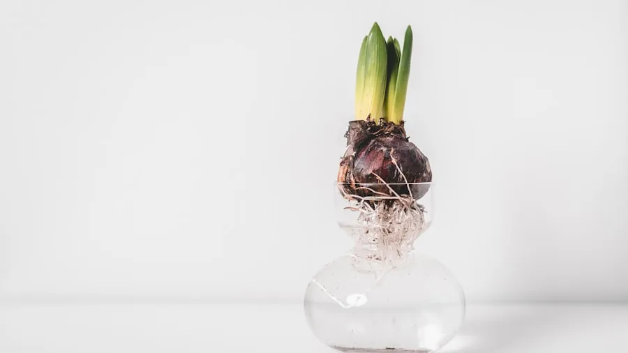 hyacinth flowers glass vase water