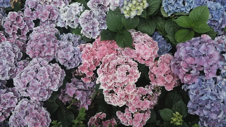 Free Plants From August Cuttings: What Shoppers Should Know 3 hydrangea butterfly bush stems