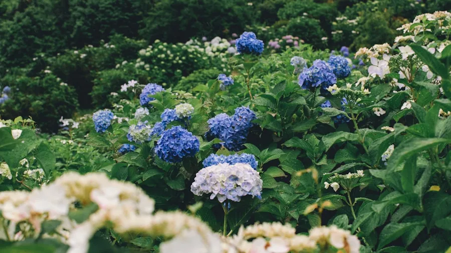 Groundbreaker Hydrangea: New Plant Variety Lands in the US and Buyers Are Racing to Order 2 hydrangea flowers bloom garden