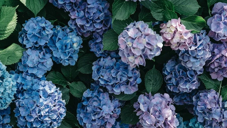 hydrangea flowers pink blue